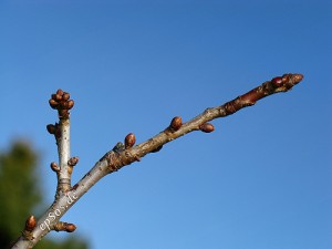 tree plant